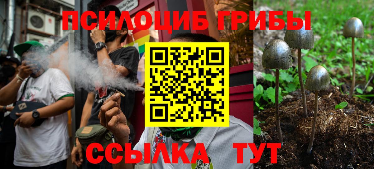 Галлюциногенные грибы Psilocybe Майский